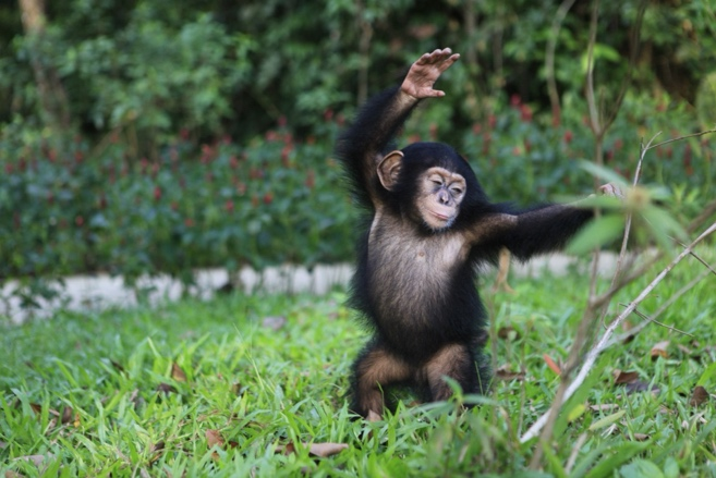 Schimpansen inspirieren zum Überleben im Zoo von Phu Quoc