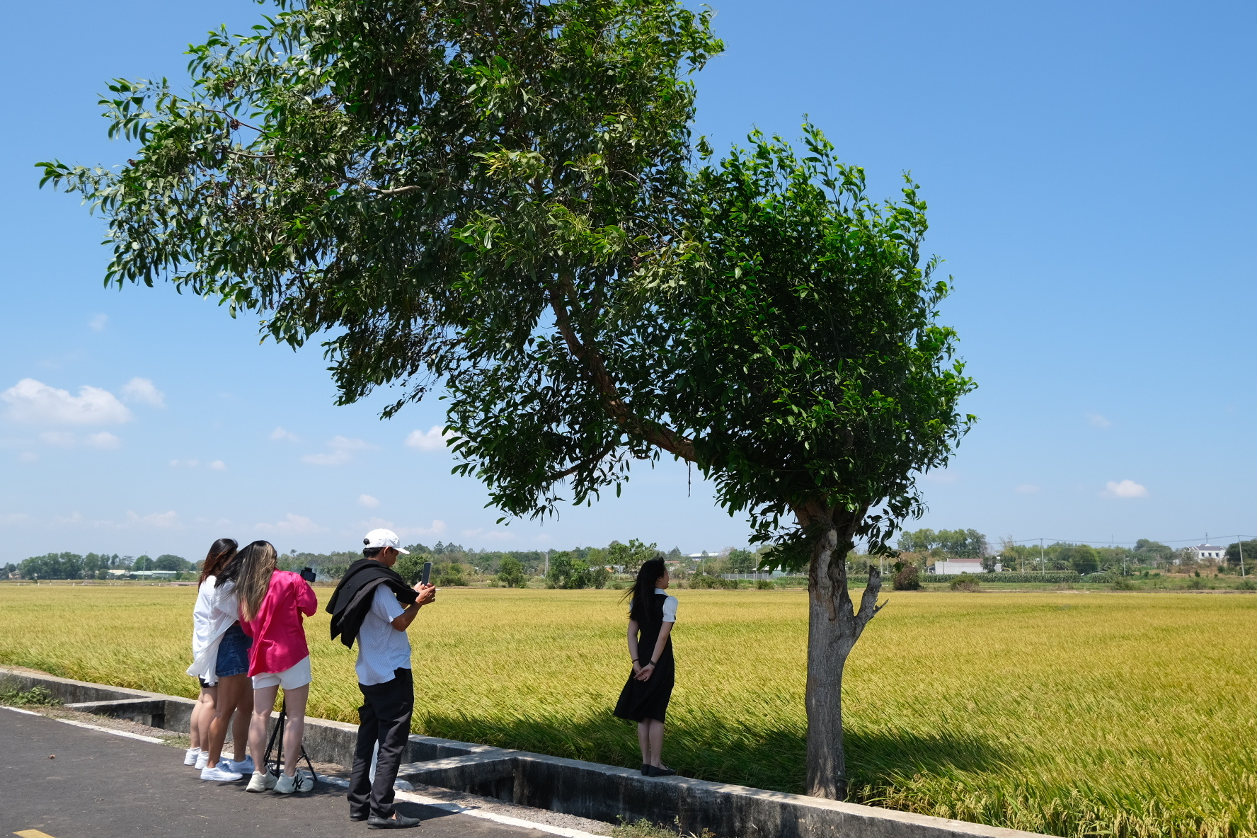 Mục sở thị cánh đồng lúa vàng đang 'gây sốt' ở Vũng Tàu- Ảnh 8.