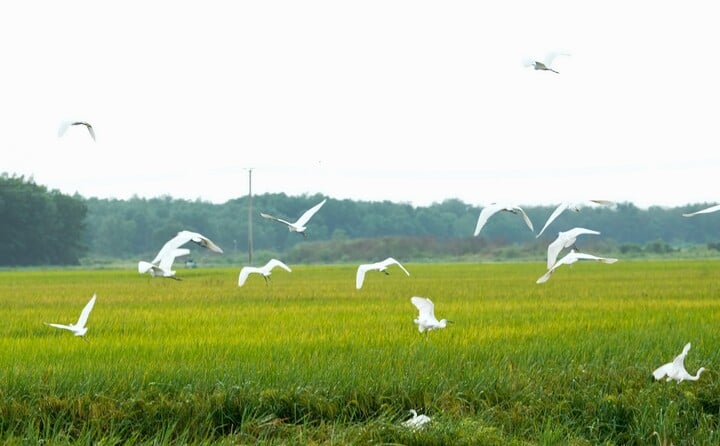 With Green Farm in Tay Ninh, this is not just a rice field, it is the result of a 5-year process of in-depth research, persistent soil improvement, finding optimal farming methods, choosing suitable plant varieties... In conclusion, Vinamilk agricultural experts call this 