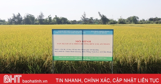 Nhân rộng mô hình sản xuất lúa theo hướng hữu cơ ở Cẩm Xuyên