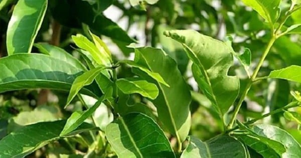 Remèdes à base de feuilles de goyave