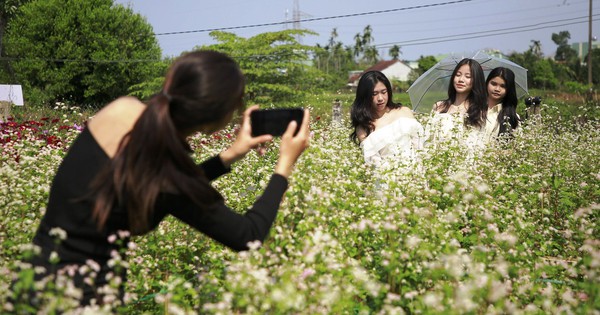 クアンナム省のソバ畑にチェックイン、ハザン省で「迷子」になった気分