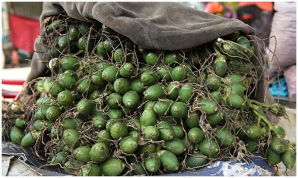 Fresh areca nut prices in Nghe An have dropped sharply; orange prices have dropped to only 2,000 VND/kg.