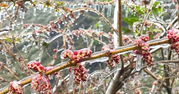 北部では1月は霜が降りる厳しい寒さの日が多くなりそうです。