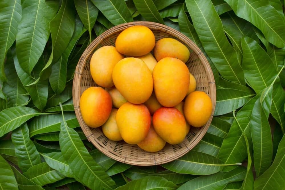 Loại quả quen thuộc là “ông hoàng trái cây", vị ngon ngọt lại ngừa ung thư  - Ảnh 3.