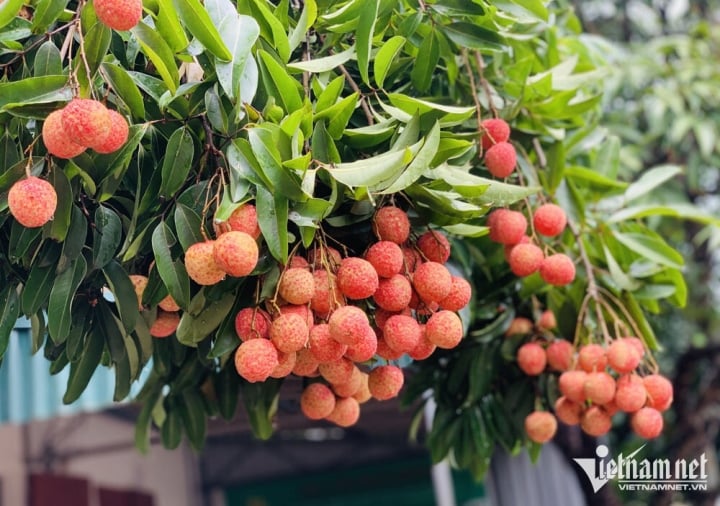 El lichi es famoso en todo el mundo: se exporta masivamente a EE. UU. y Japón, precio 800.000 VND/kg - 1