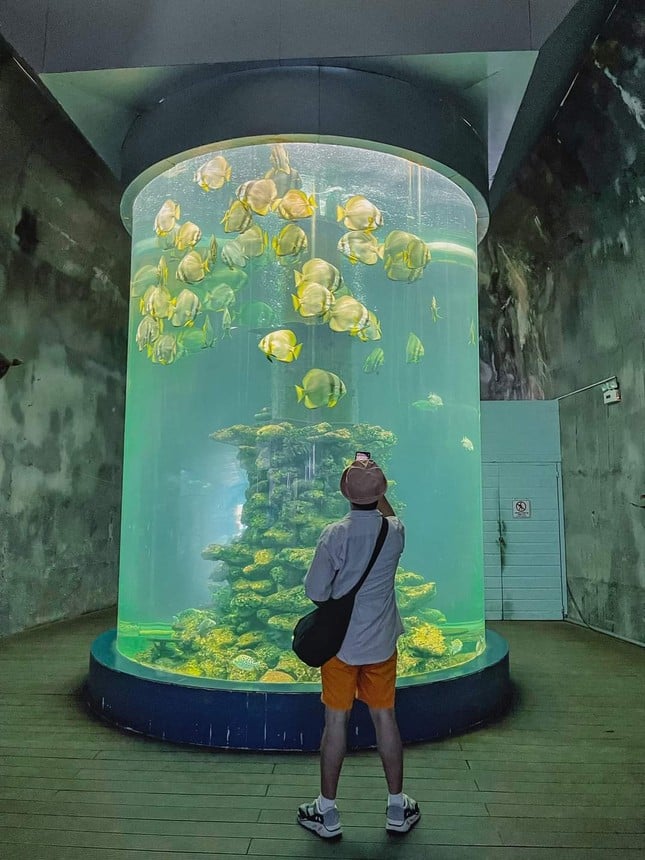 Gen Zと一緒にニャチャン水族館を探検しよう: 『ファインディング・ニモ』のように魔法のような体験! - 4
