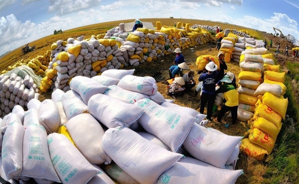 Los precios del arroz caen bruscamente y el Ministerio de Industria y Comercio propone una serie de soluciones