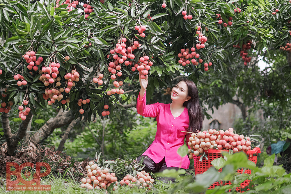 Qu'est-ce que la tournée de cueillette nocturne de litchis à Bac Giang ?