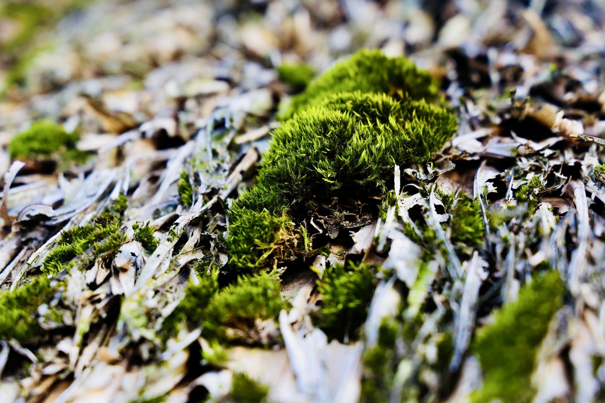 Rare, hard to find mossy roofs that can 'transform' photo 8