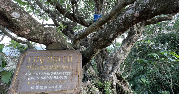 Admira los árboles frangipani de 700 años que florecen en el pico sagrado de Yen Tu.