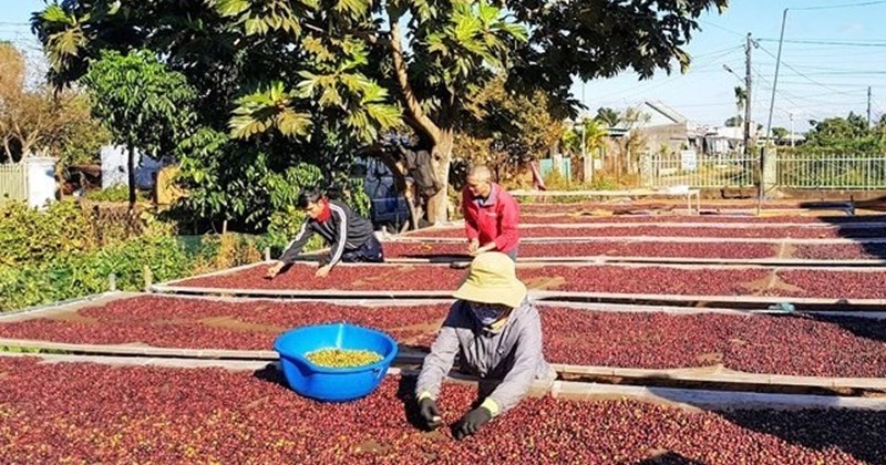 Les exportations de café pourraient atteindre un record de 5 milliards de dollars en 2024