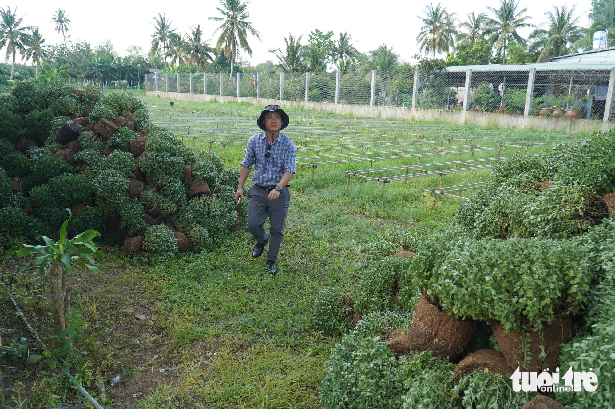 Nhà vườn Bến Tre phải nhổ bỏ hoa Tết, tiếc đứt ruột nhưng thể hiện sự 'quyết đoán, năng động' - Ảnh 1.