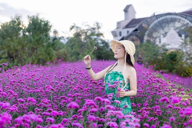 Mùa hoa tím đẹp tựa cổ tích ở Fansipan. ảnh 2