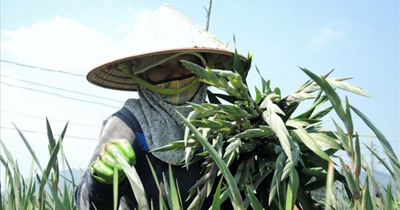 Lam Dong's largest flower village plants more than 100 hectares of gladiolus flowers to serve Tet