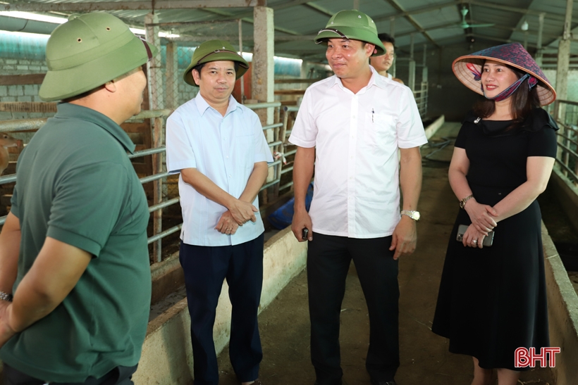 Huong Son considera expandir la cría de ciervos de alta calidad