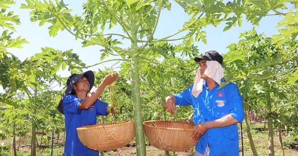 Trồng đu đủ mà chả thấy trái đâu, sao anh nông dân Bà Rịa-Vũng Tàu vẫn thu 150 triệu/năm?