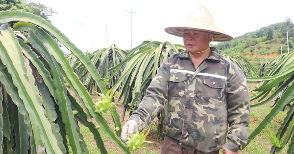 Đánh liều "nuôi con rồng xanh ra quả đỏ", nông dân Mường Động ở Hòa Bình bất ngờ giàu hẳn lên