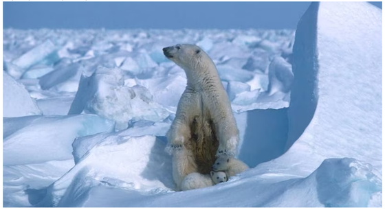 La Reserva Nacional de Petróleo de Alaska es una zona ecológica importante para los osos polares, los caribúes y cientos de miles de aves migratorias.