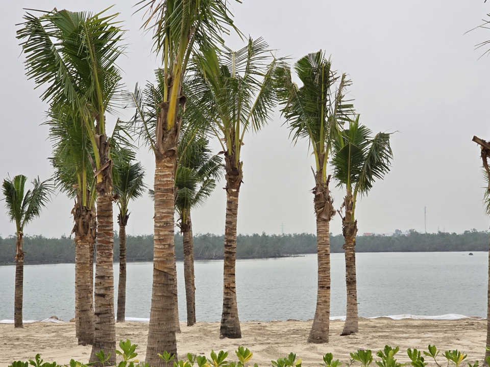 The mangrove forest promises to be an attractive tourist destination. Photo: Vinh Quan