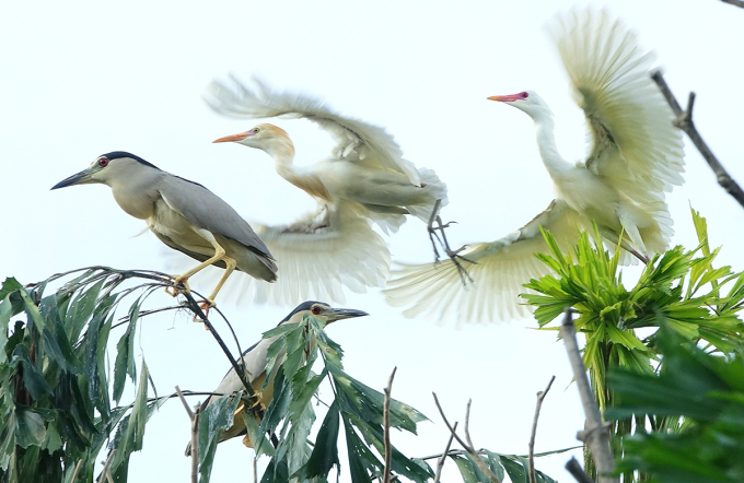 Chim cò tại khu vườn của ông Chìa. Ảnh: An Bình