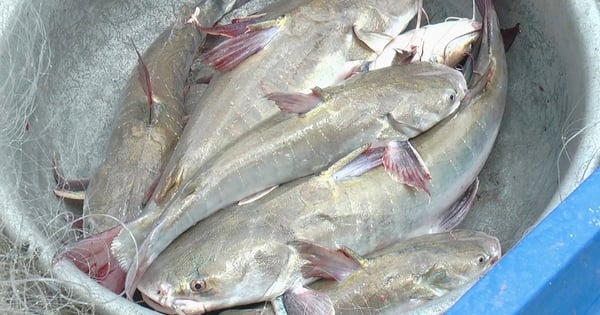 Comment les gens attrapent-ils ce poisson de spécialité au nom laid et à la chair délicieuse à Ca Mau qu'ils continuent à marteler dans la rivière ?