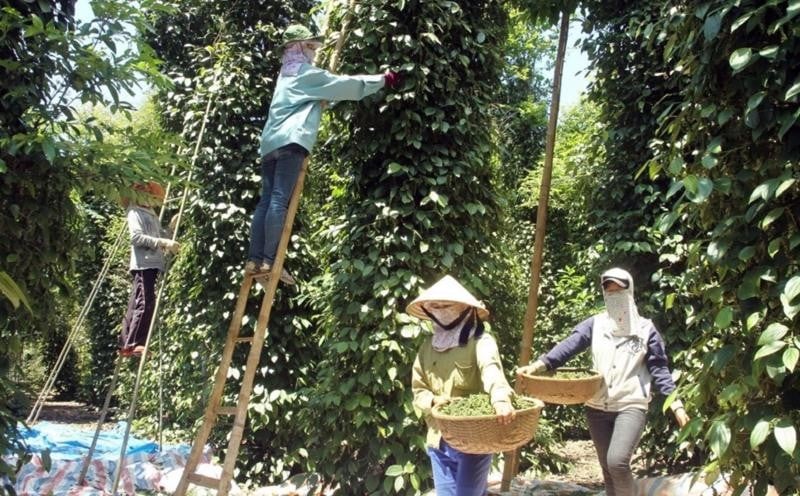 Limited supply, pepper prices are still 70% higher than at the beginning of the year