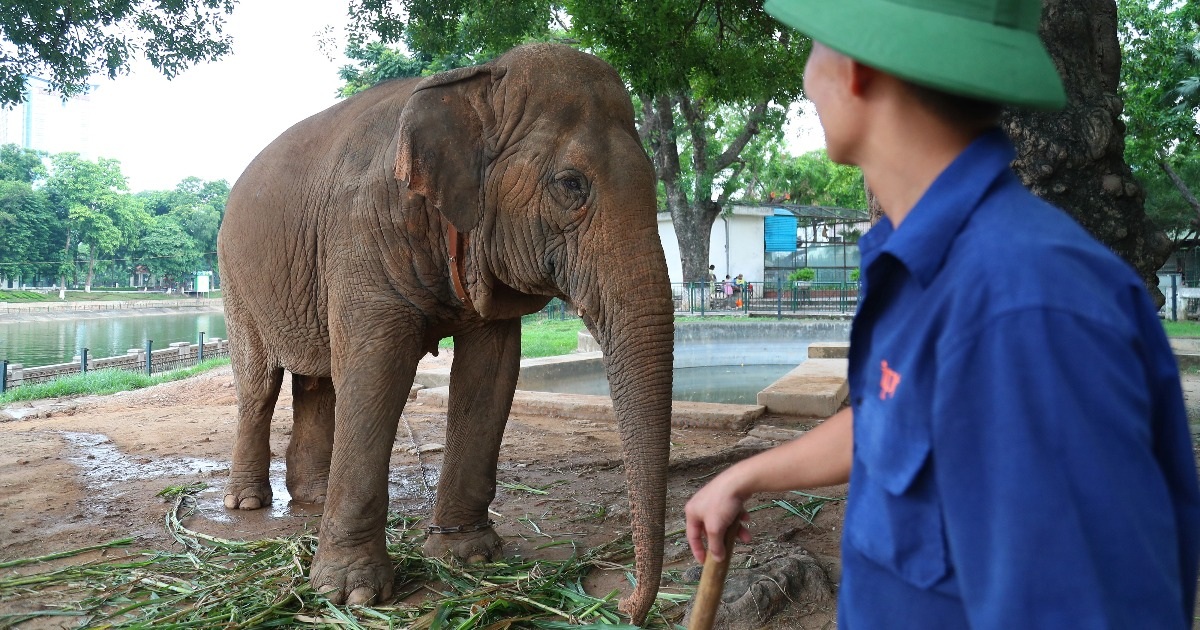 ระดมทุนค่าใช้จ่าย "ช่วยเหลือ" ช้าง 2 ตัว ที่อุทยานแห่งชาติทูเล