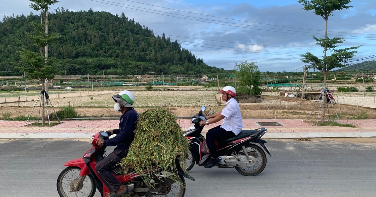 Xây dựng khu dân cư trên vùng trồng tỏi Lý Sơn: Người dân bất an về kế sinh nhai