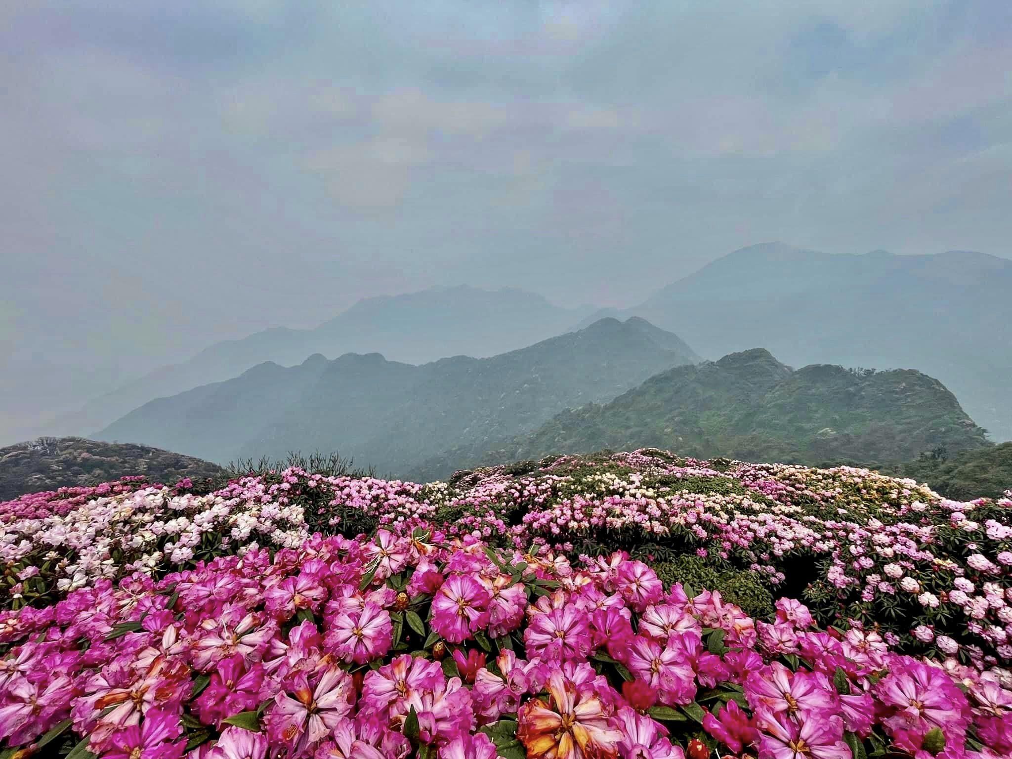 La saison des azalées à Lai Chau dure de mars à avril. Cette année, les fleurs fleurissent à leur plus belle dans la deuxième quinzaine de mars. Dans la province de Lai Chau, il y a 6 hauts sommets montagneux avec de nombreuses fleurs d'azalées de toutes sortes de couleurs. Cependant, l'endroit connu comme le paradis des azalées est la montagne Putaleng dans le district de Tam Duong.