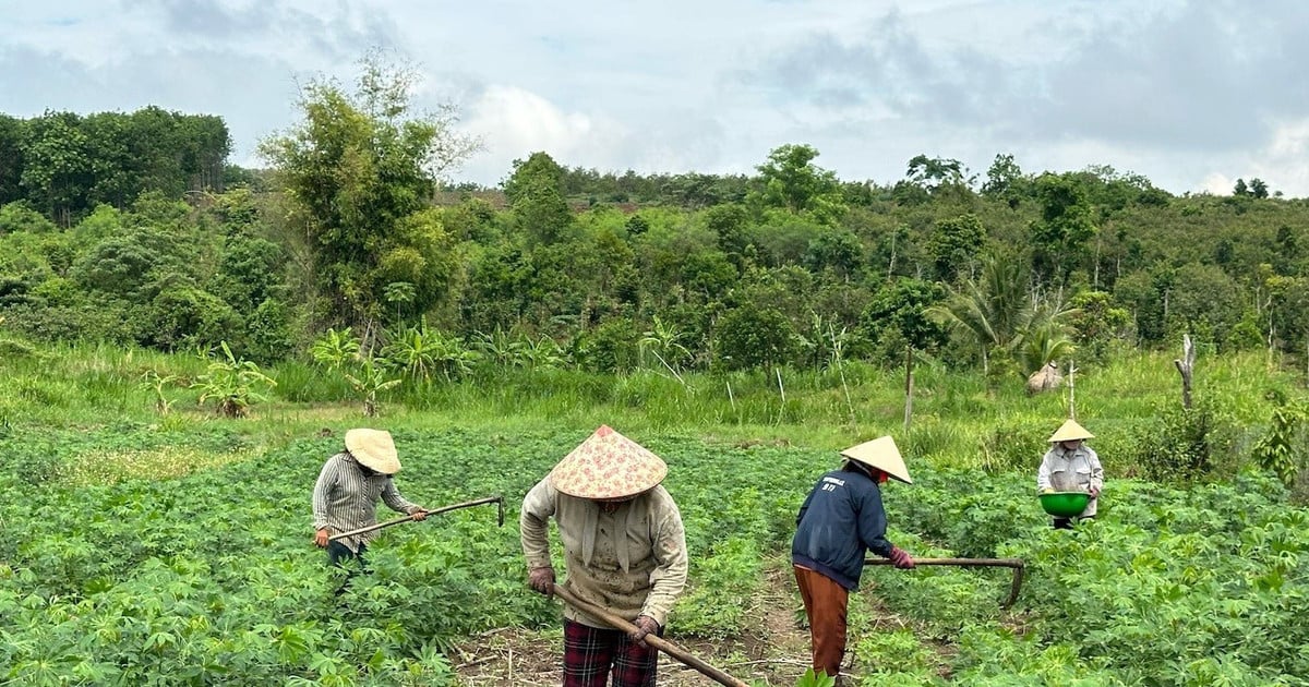 Triển khai các mô hình kinh tế giúp các hộ nghèo phát triển giai đoạn 2024-2029