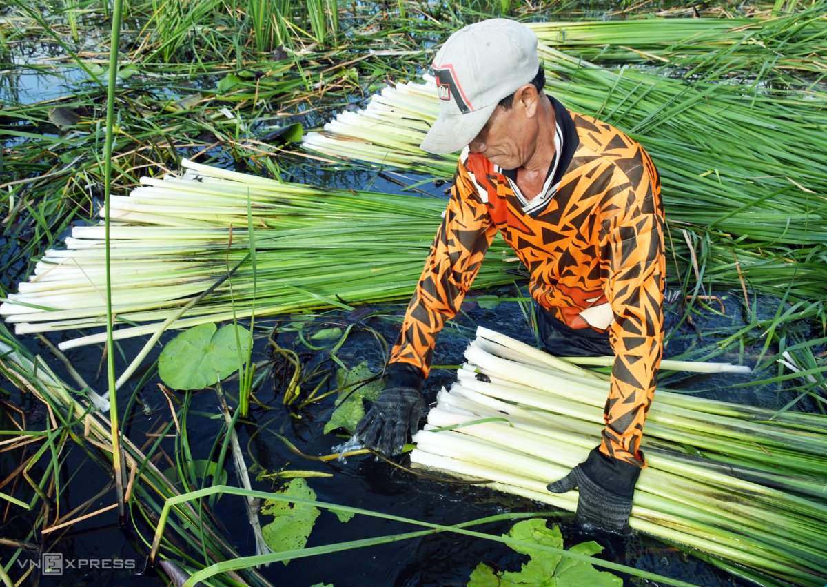 Vợ chồng miền Tây làm giàu từ loài cây dại