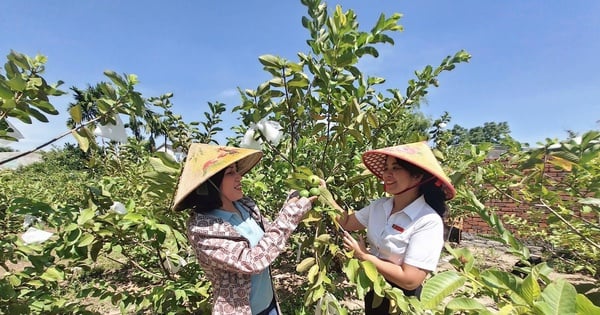 Comment faire pousser des goyaves taïwanaises pour produire de gros fruits et enrichir une agricultrice de Da Nang ?