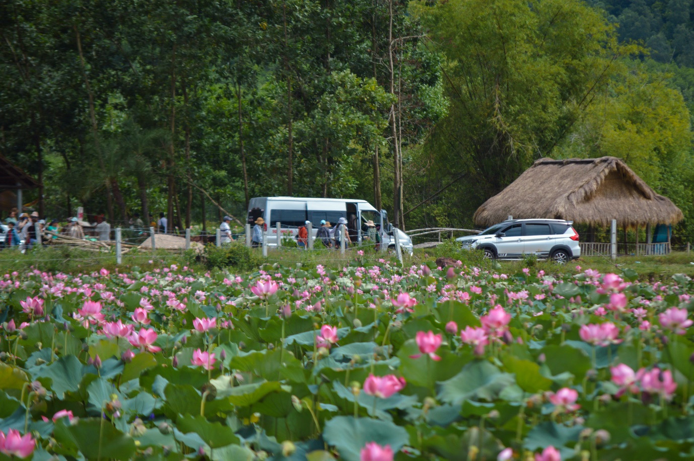 Brilliant lotus season in Tra Ly fields of Quang Nam - 11