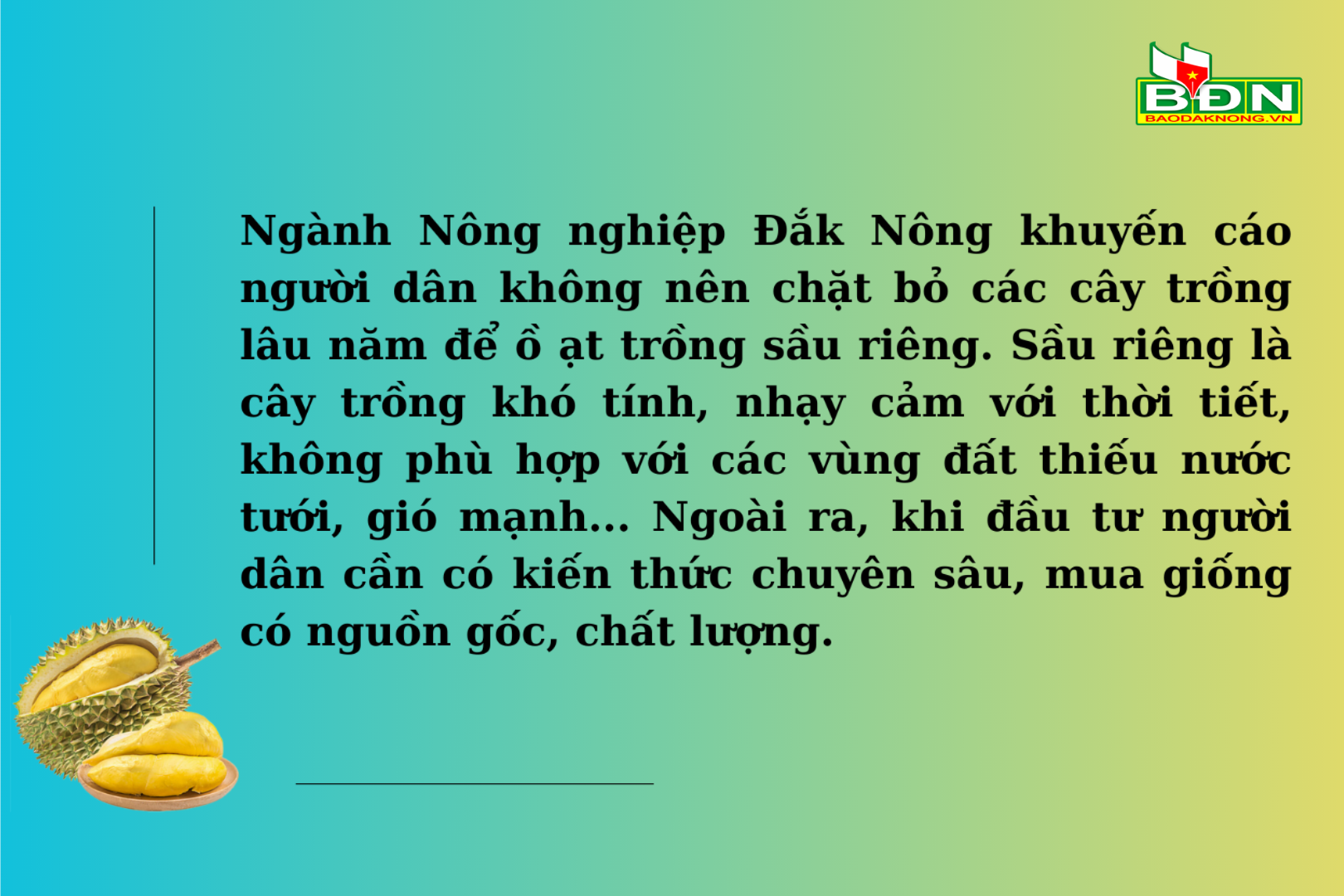 Sau rieng is bringing high economic efficiency to people compared to other local plants.-9-(1).png