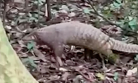 Un raro pangolín de Java se extravía en el jardín de una persona