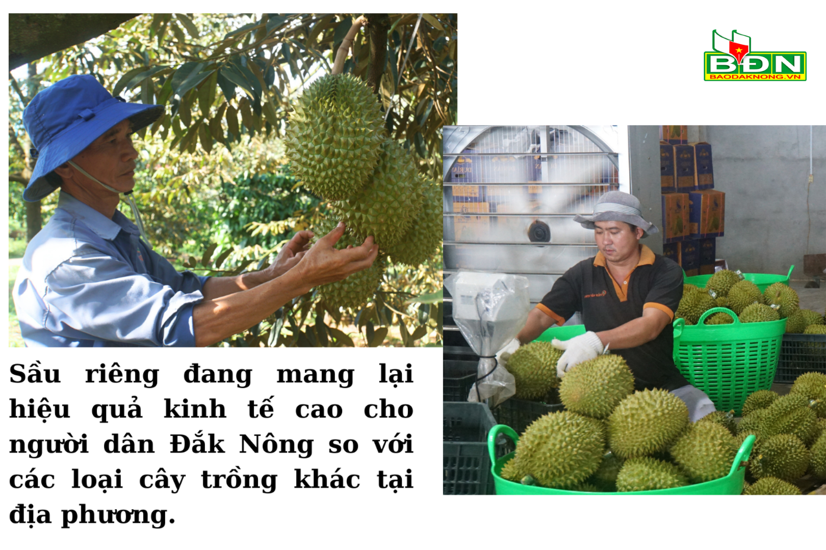 Sau rieng is bringing high economic efficiency to people compared to other local plants.-2-(1).png