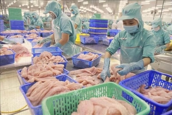 Les exportations de pangasius du Vietnam vers le marché brésilien augmentent régulièrement