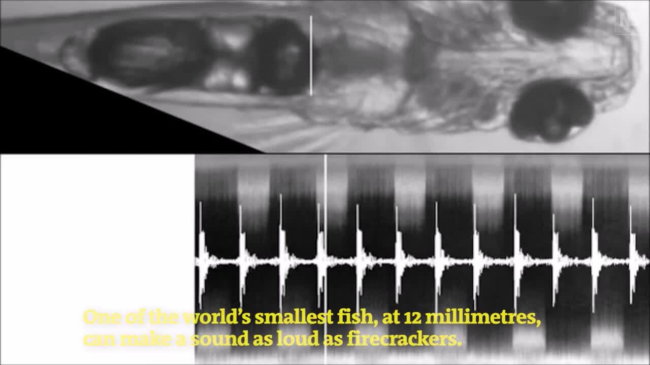 体長12mmの魚が飛行機と同じくらいの音を出す