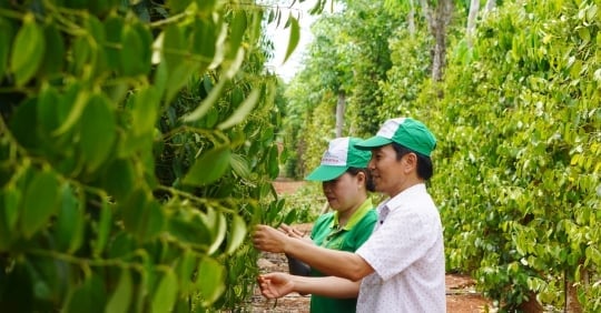 Organic pepper growing cooperative with price of 15 million VND/kg