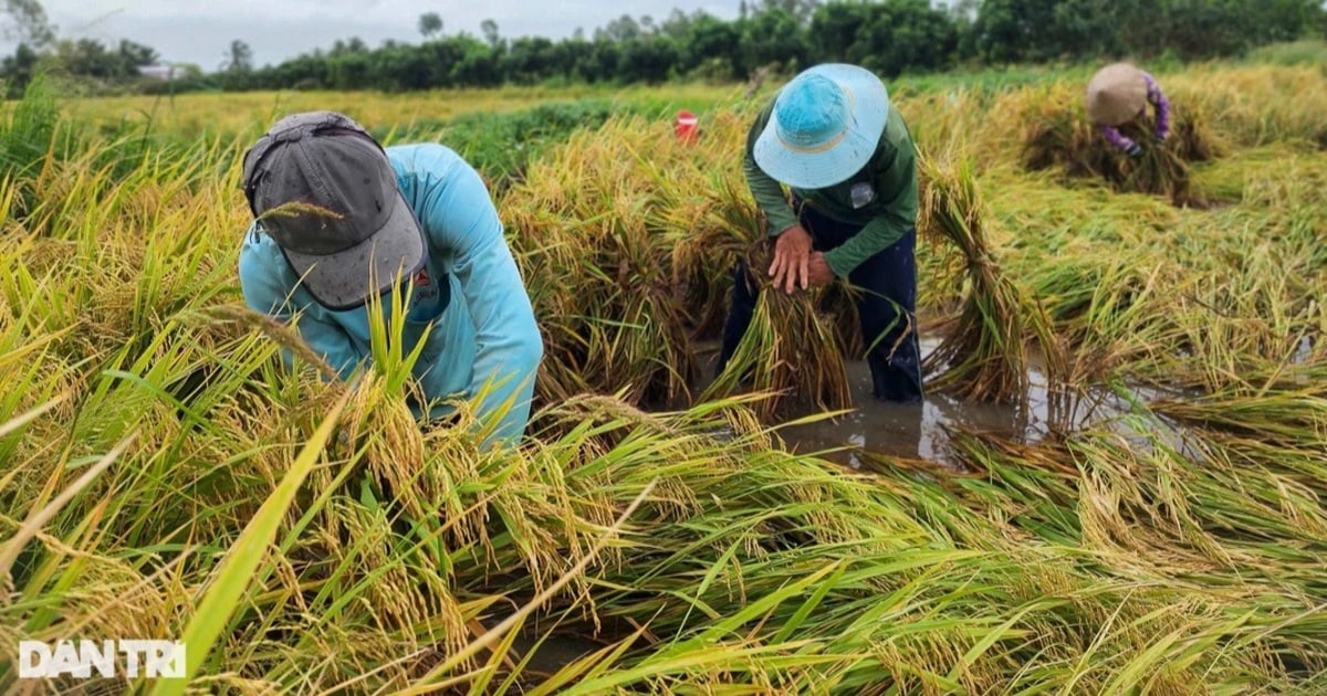 Những vựa lúa trĩu bông được người dân Hậu Giang cứu ra sao sau mưa bão?