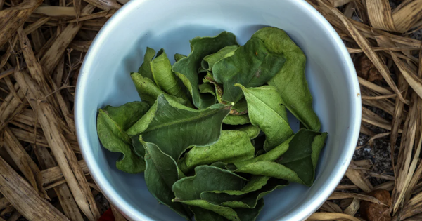 Getrocknete Blätter werden zu „natürlichen Antibiotika“, die die Leber ernähren und den Blutzucker sehr gut senken.