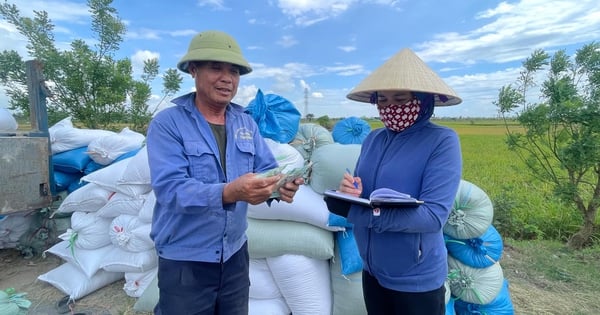 Farmers in a commune in Thai Binh invited each other to join a cooperative, grow rice together, and earn high profits.