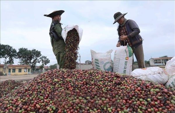 Giá cà phê xuất khẩu diễn biến trái chiều, cà phê Robusta giằng co