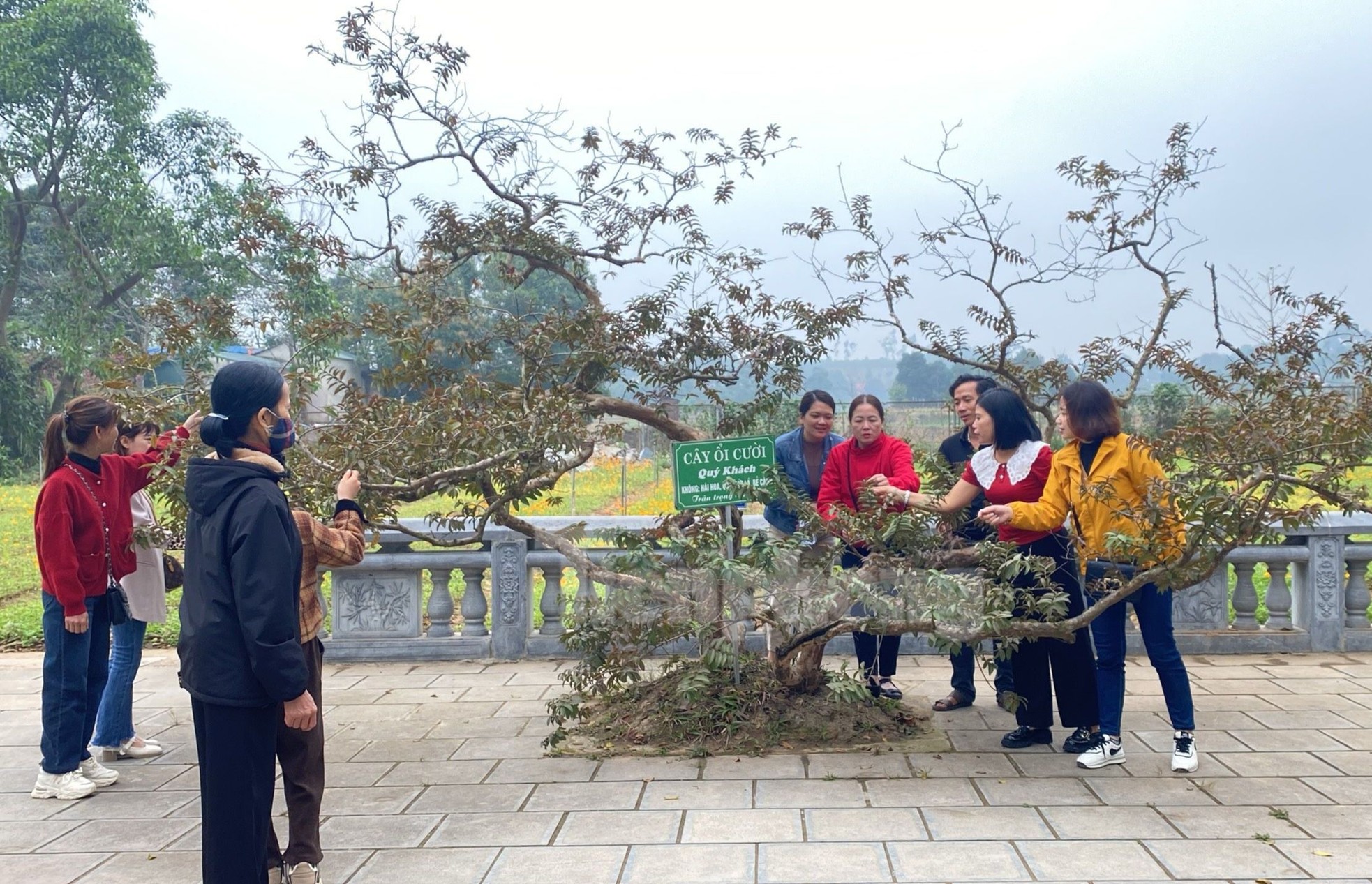 El árbol de guayaba 'sonriente' despierta curiosidad en Yen Bai foto 8