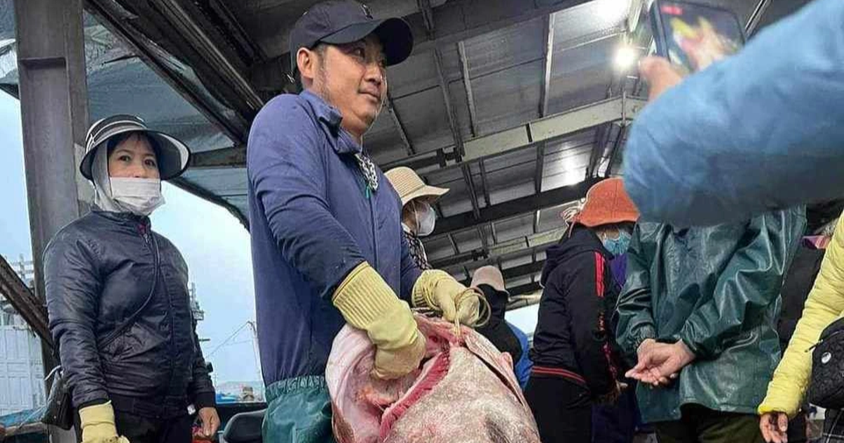 Grouper "once seen in 30 years" surprises fishermen