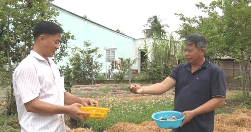 Bà con Khmer tăng lợi nhuận nhờ vào Tổ hợp tác trồng nấm rơm