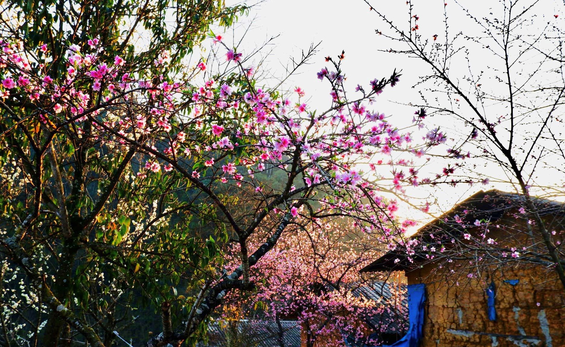 About Lao Xa village where peach blossoms bloom earliest in Ha Giang