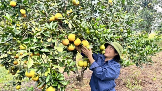 Crispy orange specialty in season, selling price up to 90,000 VND/kg