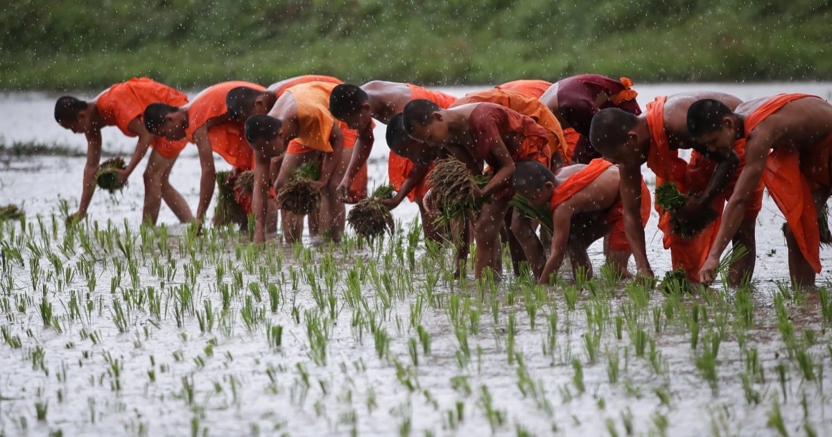 Monjes y aldeanos desafían la lluvia para plantar arroz para celebrar el festival Sene Dolta del pueblo jemer